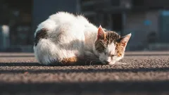 Kommer en hemlös katt att vara tacksam om du tar hem den?