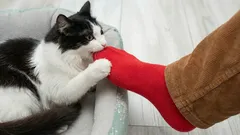 Varför älskar katter att bita sina ägare i fötterna?