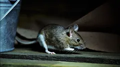 En springa på bara 6 mm räcker för att en mus ska kunna ta sig in i ditt hem – kontrollera de här ställena i hemmet