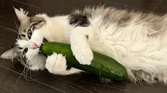 Är katter verkligen rädda för gurkor – och varför?