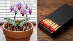 Varför sticka ner tändstickor i krukor med växter – och hjälper det verkligen?