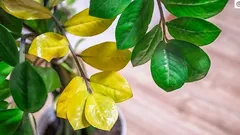 Zamiokulkasens blad gulnar: 8 orsaker och vad du kan göra för att rädda växten