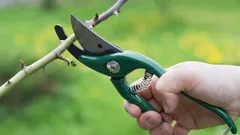 5 växter du bör beskära i mars för bättre blomning och starkare tillväxt