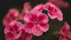 Vad du kan plantera i mars: 6 fleråriga växter som trivs på våren