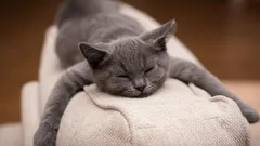 Säg farväl till husdjurshår: en trend från sociala medier som gör ditt hem renare