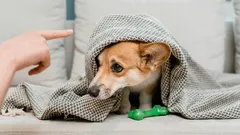 Varför det är meningslöst att skälla på din hund: alla andra hundägare gör detta misstag