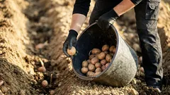 Det ska du lägga i potatisgropen för större skörd – 5 enkla tillskott