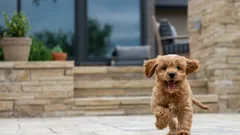 Intressanta fakta om hundar: Visste du att hundens temperament påverkar dess livslängd?