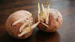 Ska man nypa bort groddarna eller låta dem sitta kvar på sättpotatis? Ett enkelt svar på frågan som plågar många