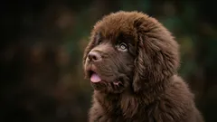 Tysta hundraser för lägenhet: 4 raser som skäller sällan