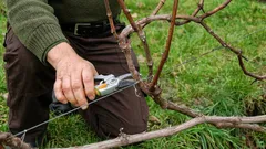 Vad man ska göra med vinrankan på våren för att få en bra skörd på sommaren: användbara tips