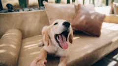 Varför skäller hunden utan anledning? 7 vanliga förklaringar och vad du kan göra