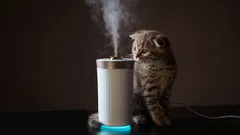 Så blir du av med kattlukt: enkla metoder även i de svåraste fallen