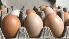 Så förvarar du ägg i kylskåpet så att de håller sig färska i flera veckor