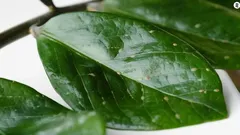 Sköldlus på krukväxter: så upptäcker du den och blir av med skadedjuret