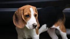 Vilka hundar blir minst ofta sjuka: 10 raser med den allra bästa hälsan