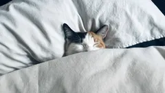 Glöm sömnlösheten: 8 praktiska sätt som hjälper dig att somna snabbare på natten