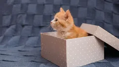 Du kommer aldrig att gissa varför katter älskar kartonger så mycket