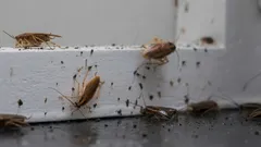 Man vet aldrig när de kan dyka upp, så det är viktigt att i förväg känna till hur man bekämpar dem