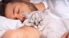 Hur väljer en katt sin ägare i familjen?